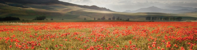 Mountain hills with poppy flower