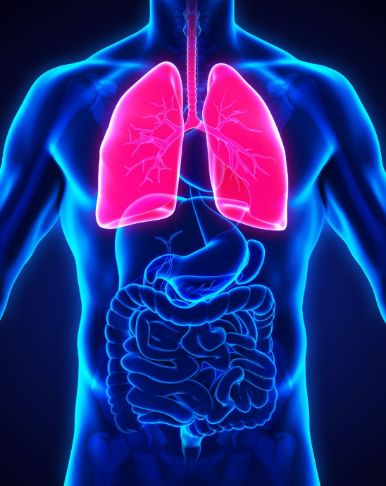 3D Rendering of Human Respiratory System
