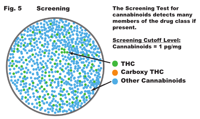 On the level: screening and confirmation testing explained figure 5