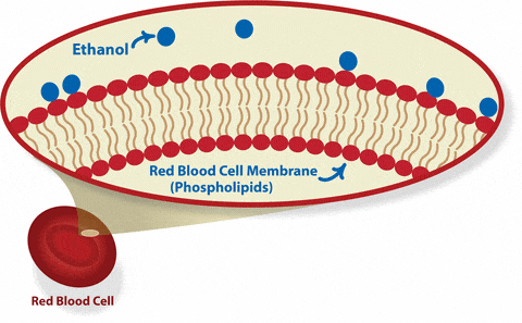 Animation of Ethanol exposed to red blood cell membranes