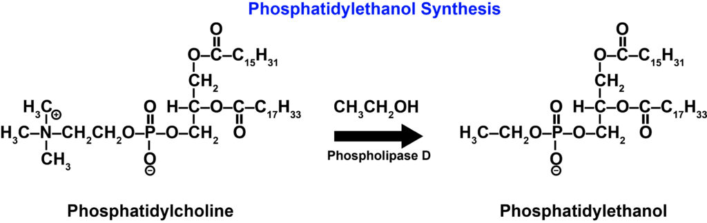 Phosphatidylethanol Synthesis Chemical Solution