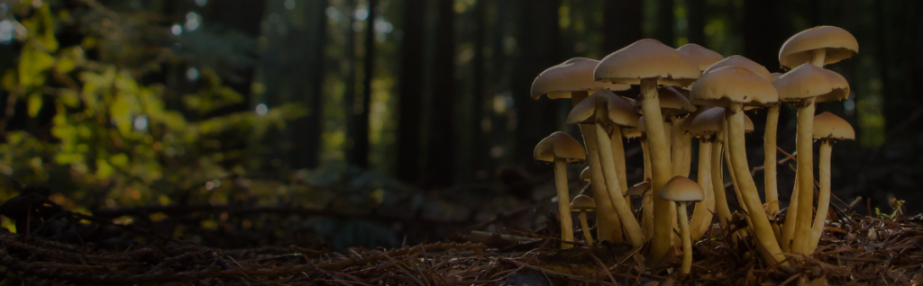 Psilocin magic mushrooms