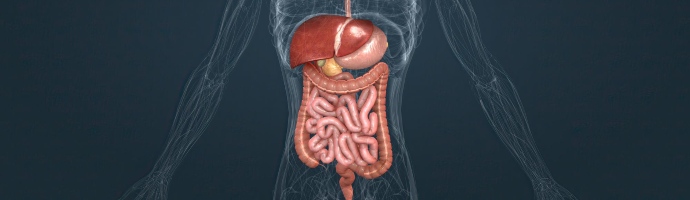 3d rendering of gastrointestinal tract