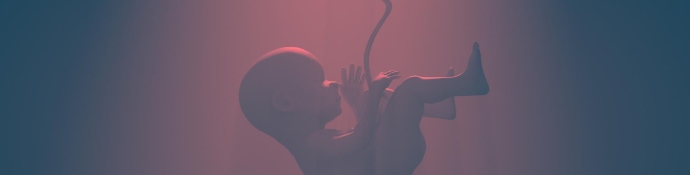 3d rendering of human fetus