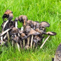 Pscilcybin mushrooms