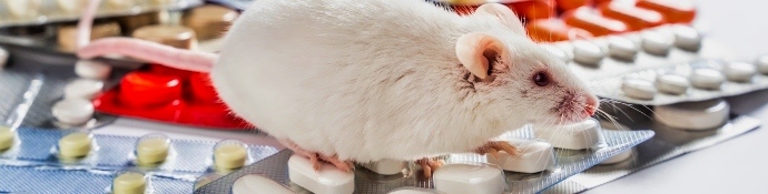 white laboratory experimental mouse sits pills concept medical manipulation animals experiment-testing drugs